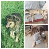 Foto de perro perdido en Lapradelle Puilaurens