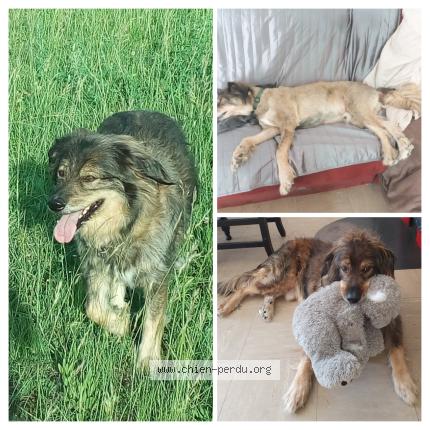 Foto de perro perdido en Lapradelle Puilaurens