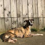 Foto de perro perdido en Vincennes