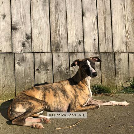 Foto de perro perdido en Vincennes