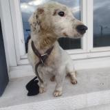 Foto de perro encontrado en Neulise