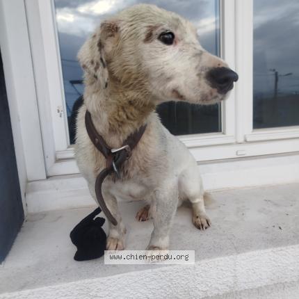 Foto de perro encontrado en Neulise