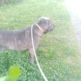 Foto de perro perdido en Foix Labarre