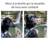 Foto de perro encontrado en Sigoyer