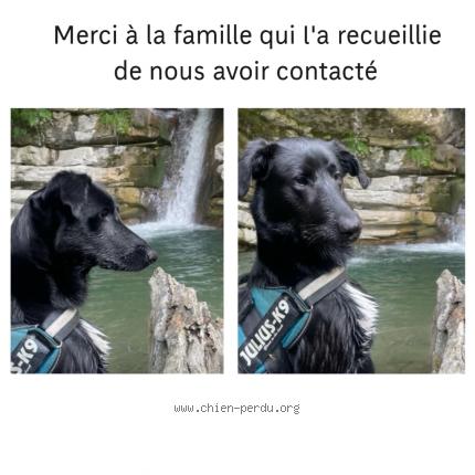 Foto 1/1 Perro encontrado Encontrado en Sigoyer