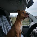 Foto de perro encontrado en Roinville