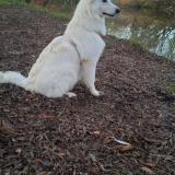 Foto de perro perdido en Artannes Sur Thouet