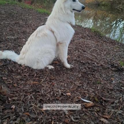 Foto 1/1 Aska Chien perdido en Artannes sur thouet