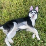 Foto de perro perdido en Mt Gilead