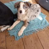 Foto de perro perdido en Puechabon