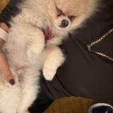 Foto de perro perdido en Annecy