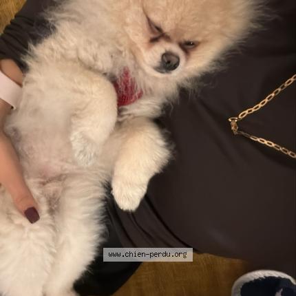 Foto 1/1 Vasco Chien perdido en Annecy