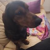 Foto de perro encontrado en Rambucourt