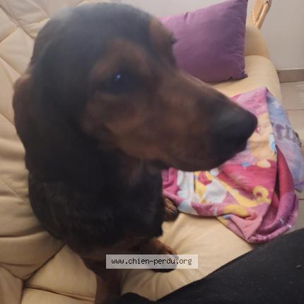 Foto 1/2 Perro encontrado Encontrado en Rambucourt