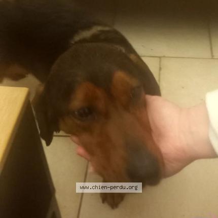Foto 2/2 Perro encontrado Encontrado en Rambucourt