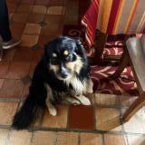 Foto de perro encontrado en Douzillac