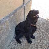 Foto de un perro reunido en Noyant Villages