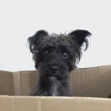 Foto de perro perdido en Colonia Del Sacramento