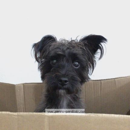 Foto 1/1 Sullivan Perro perdido en Colonia del sacramento