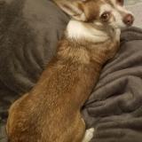 Foto de perro perdido en Chourdent