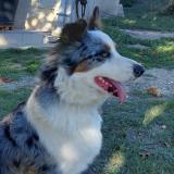 Foto de perro perdido en Douzillac