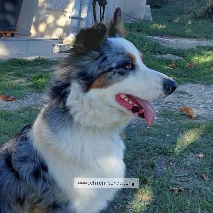 Foto 1/1 Ruby Chien perdido en Douzillac