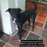 Foto de perro encontrado en Merida