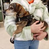 Foto de perro encontrado en Montpellier