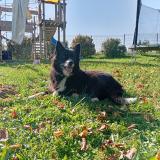 Foto de perro perdido en Bathernay