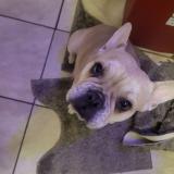 Foto de perro perdido en Montreal