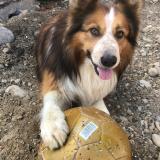 Foto de perro perdido en Saint Bardoux