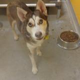 Foto de perro perdido en Avon