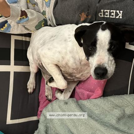 Foto 1/3 Perro encontrado Encontrado en Saint plancard