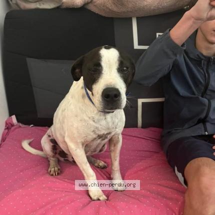 Foto 2/3 Perro encontrado Encontrado en Saint plancard
