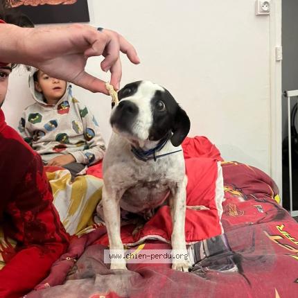 Foto 3/3 Perro encontrado Encontrado en Saint plancard