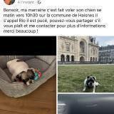 Foto de perro perdido en Haisnes