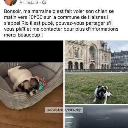 Foto 1/2 Rio Chien perdido en Haisnes
