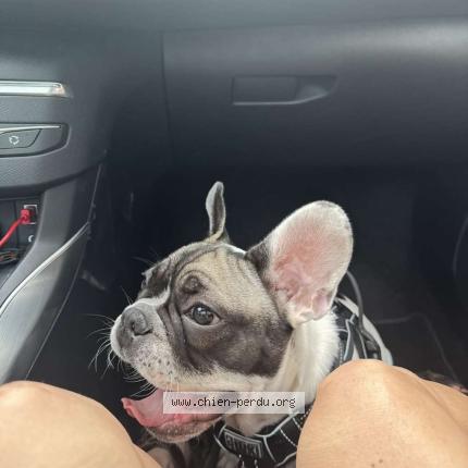 Foto 2/2 Rio Chien perdido en Haisnes