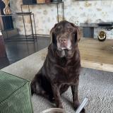 Foto de perro perdido en Cadaujac