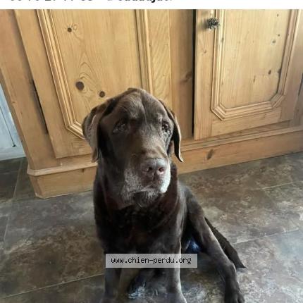 Foto 2/2 Makalou Chien perdido en Cadaujac
