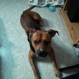 Foto de perro perdido en Bruay La Buissiere