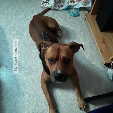 Foto 1/1 Tyson Chien perdido en Bruay la buissiere