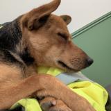 Foto de perro encontrado en Osny