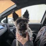 Foto de perro encontrado en La Montagne