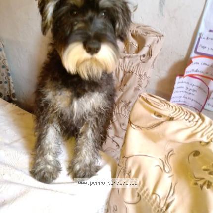 Foto 1/1 Pequeño Chien perdido en Ica