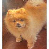 Foto de perro perdido en Cannes