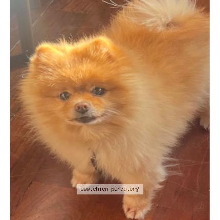 Foto de perro perdido en Cannes