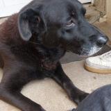 Foto de perro perdido en Melle