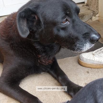 Foto 1/1 Heaven Chien perdido en Melle