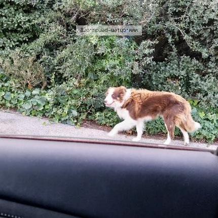 Foto de perro encontrado en Eyragues